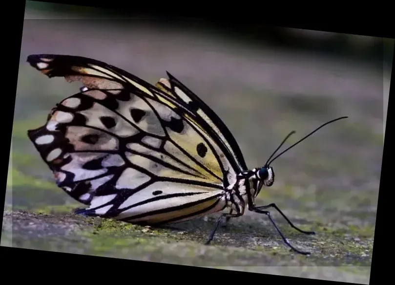 Cambridge Butterfly Conservatory