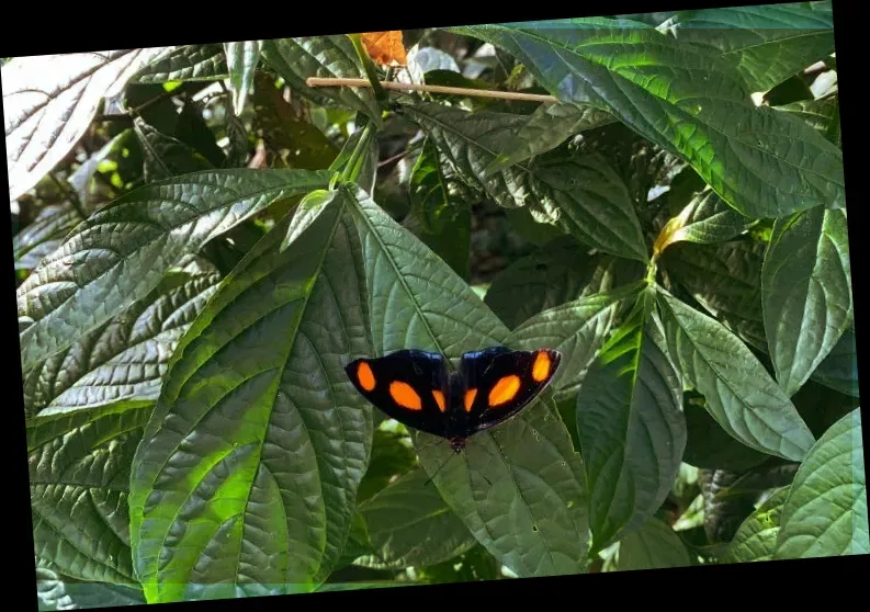 Cambridge Butterfly Conservatory