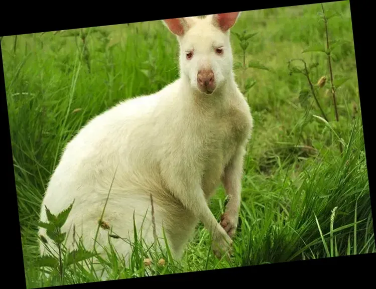 Monk Park Farm Visitor Attraction