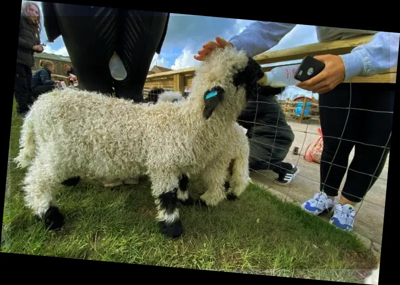 Monk Park Farm Visitor Attraction