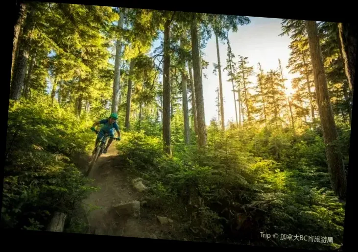 Whistler Mountain Bike Park